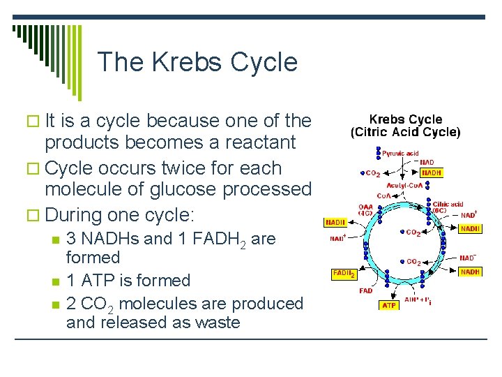 The Krebs Cycle o It is a cycle because one of the products becomes