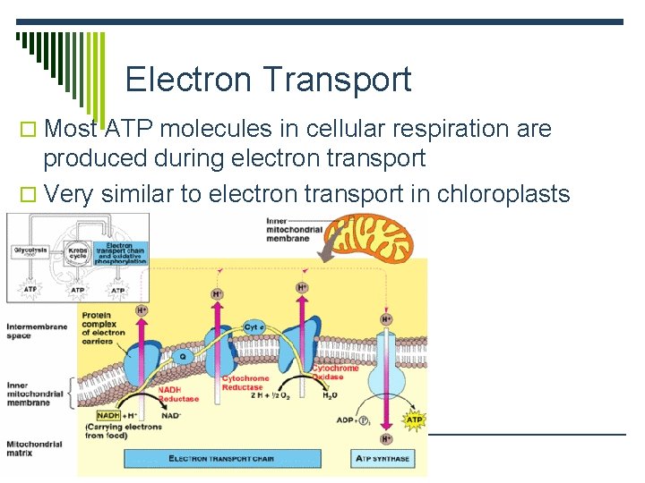 Electron Transport o Most ATP molecules in cellular respiration are produced during electron transport