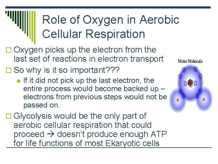 Role of Oxygen in Aerobic Cellular Respiration o Oxygen picks up the electron from