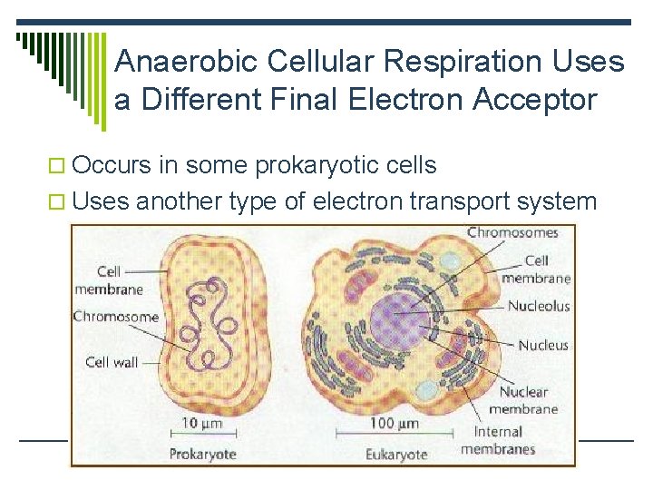 Anaerobic Cellular Respiration Uses a Different Final Electron Acceptor o Occurs in some prokaryotic