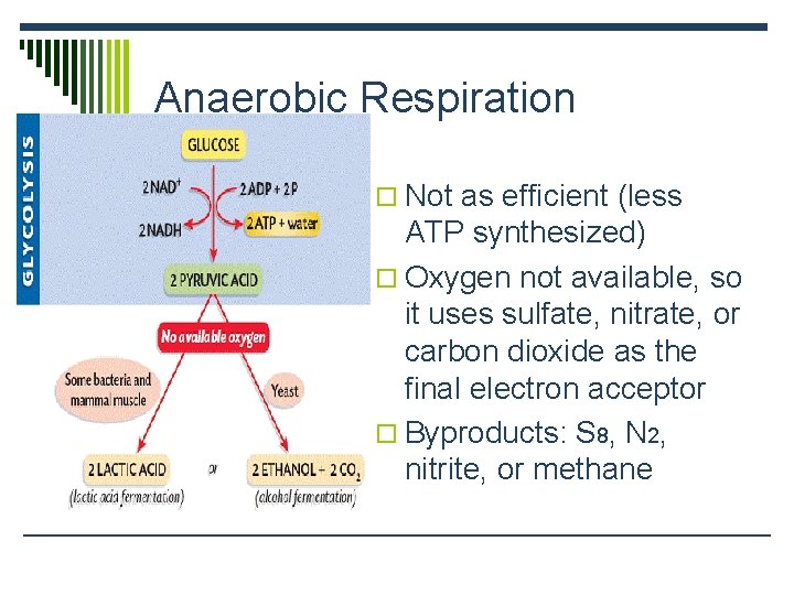 Anaerobic Respiration o Not as efficient (less ATP synthesized) o Oxygen not available, so