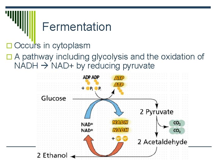 Fermentation o Occurs in cytoplasm o A pathway including glycolysis and the oxidation of