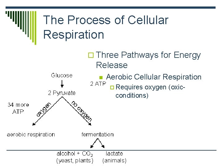 The Process of Cellular Respiration o Three Pathways for Energy Release n Aerobic Cellular