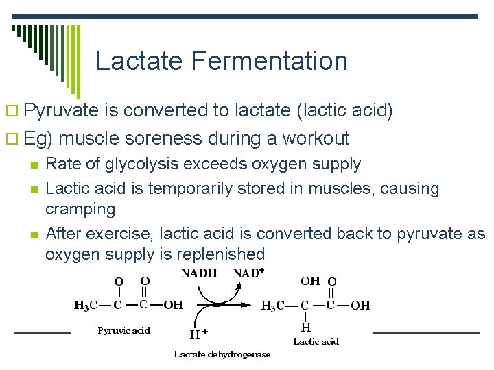 Lactate Fermentation o Pyruvate is converted to lactate (lactic acid) o Eg) muscle soreness