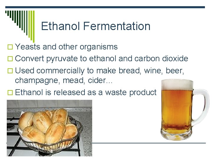 Ethanol Fermentation o Yeasts and other organisms o Convert pyruvate to ethanol and carbon