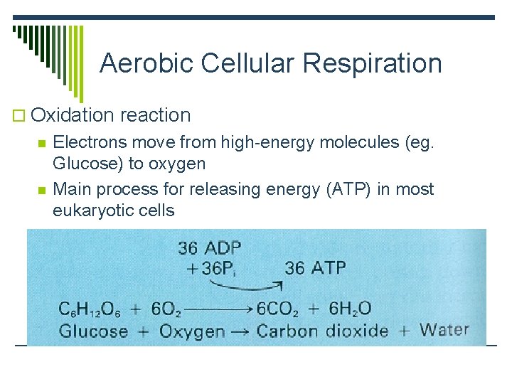 Aerobic Cellular Respiration o Oxidation reaction n n Electrons move from high-energy molecules (eg.