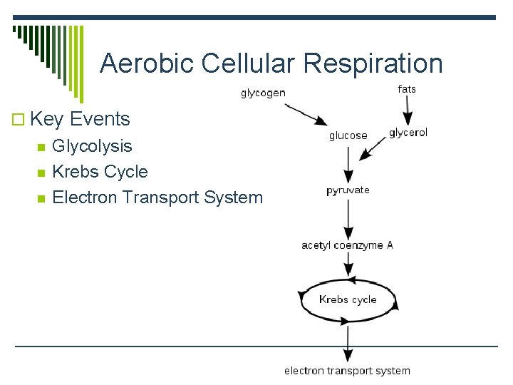 Aerobic Cellular Respiration o Key Events n n n Glycolysis Krebs Cycle Electron Transport