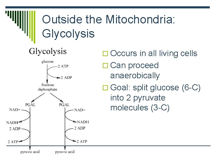 Outside the Mitochondria: Glycolysis o Occurs in all living cells o Can proceed anaerobically