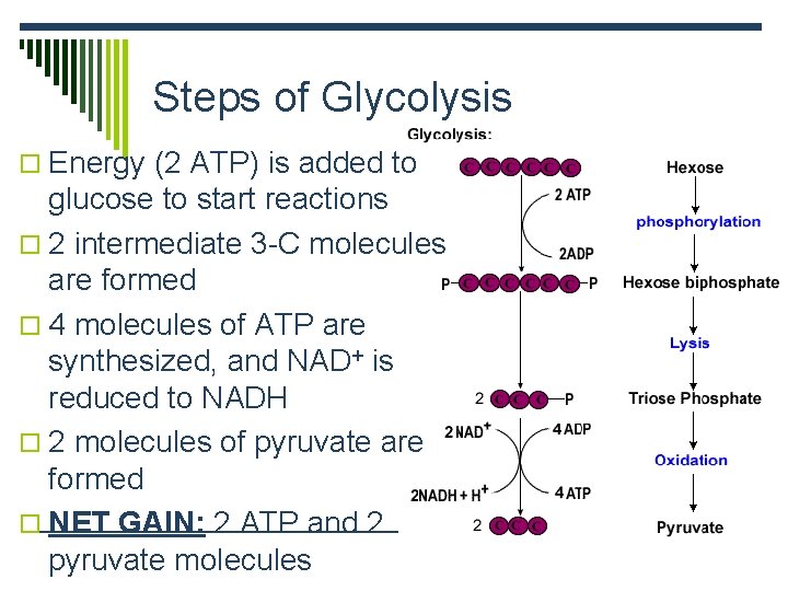 Steps of Glycolysis o Energy (2 ATP) is added to glucose to start reactions