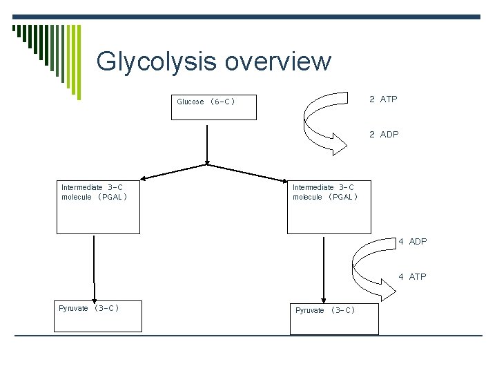 Glycolysis overview 2 ATP Glucose (6 -C) 2 ADP Intermediate 3 -C molecule (PGAL)