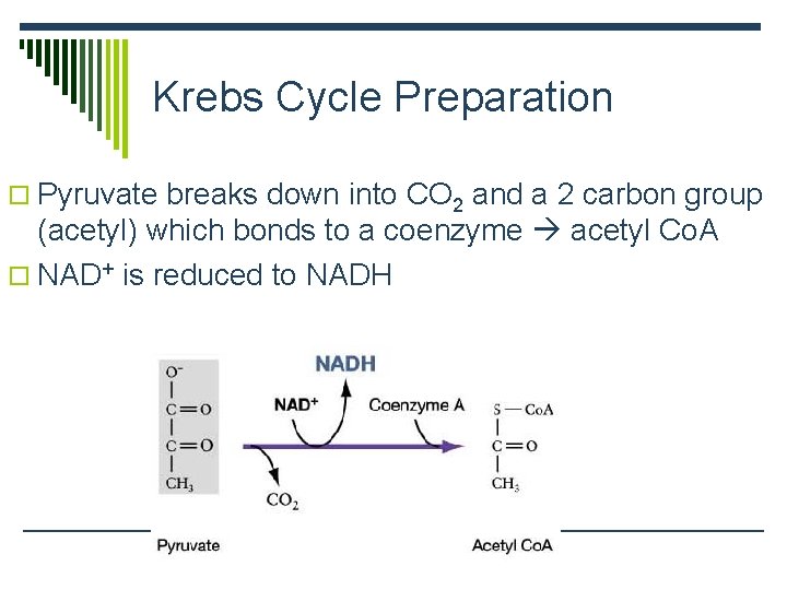 Krebs Cycle Preparation o Pyruvate breaks down into CO 2 and a 2 carbon