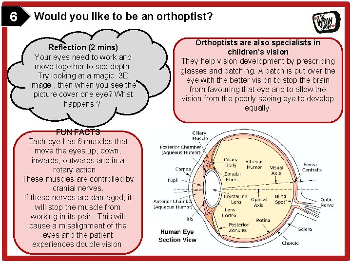 6 Would you like to be an orthoptist? Reflection (2 mins) Your eyes need