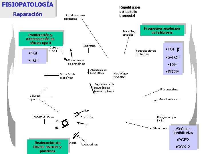 FISIOPATOLOGÍA Reparación Líquido rico en proteínas Macrófago alveolar Proliferación y diferenciación de células tipo