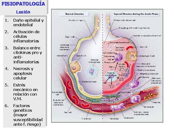 FISIOPATOLOGÍA Lesión 1. Daño epitelial y endotelial 2. Activación de células inflamatorias 3. Balance