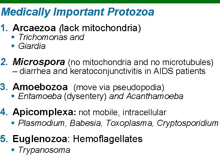 Medically Important Protozoa 1. Arcaezoa (lack mitochondria) § Trichomonas and § Giardia 2. Microspora
