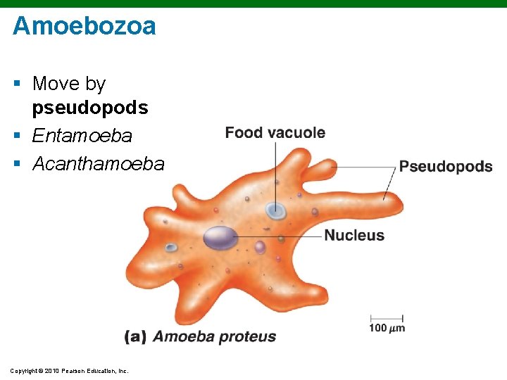 Amoebozoa § Move by pseudopods § Entamoeba § Acanthamoeba Copyright © 2010 Pearson Education,