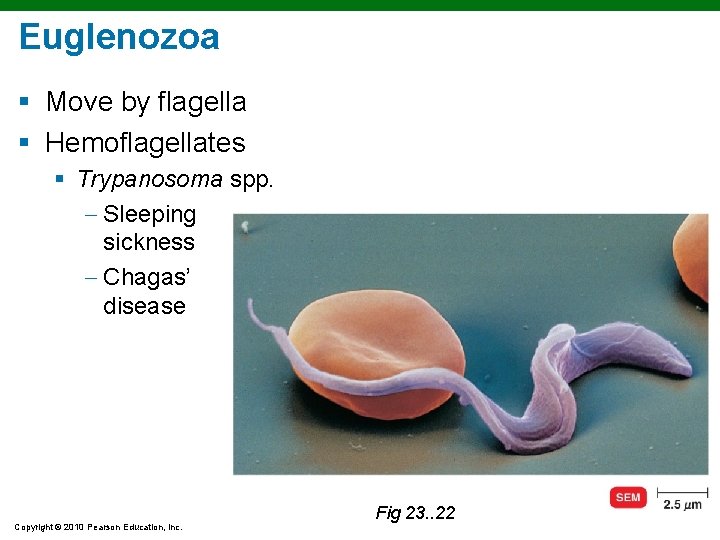 Euglenozoa § Move by flagella § Hemoflagellates § Trypanosoma spp. Sleeping sickness Chagas’ disease