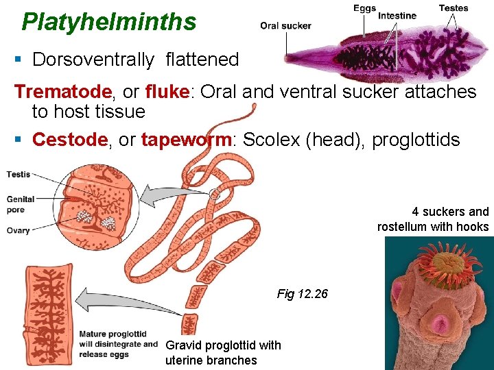 Platyhelminths § Dorsoventrally flattened Trematode, or fluke: Oral and ventral sucker attaches to host