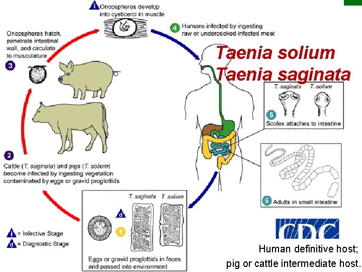 Taenia solium Taenia saginata Copyright © 2010 Pearson Education, Inc. Human definitive host; pig