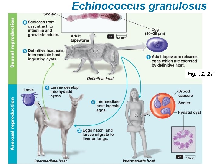 Echinococcus granulosus Fig. 12. 27 