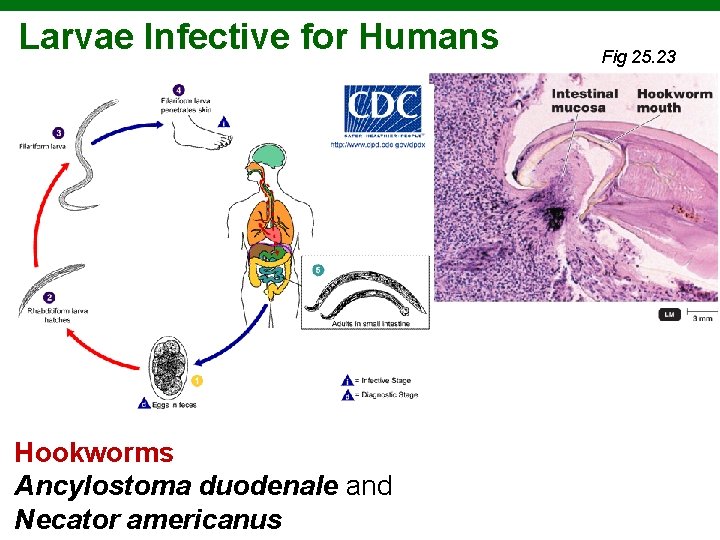 Larvae Infective for Humans Hookworms Ancylostoma duodenale and Necator americanus Copyright © 2010 Pearson