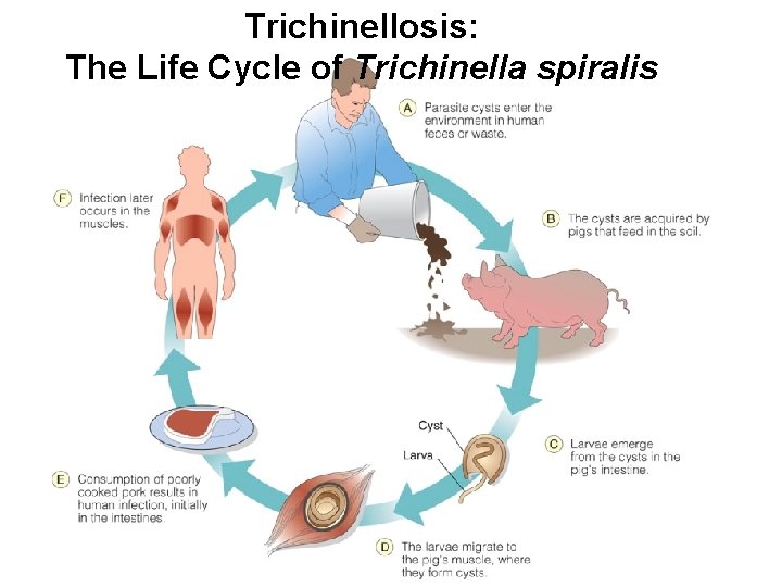 Trichinellosis: The Life Cycle of Trichinella spiralis 