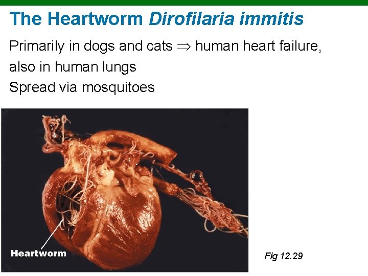 The Heartworm Dirofilaria immitis Primarily in dogs and cats human heart failure, also in