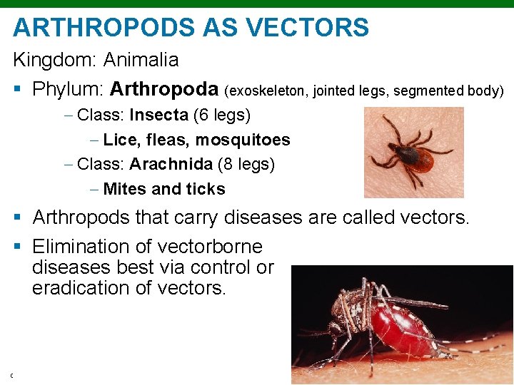 ARTHROPODS AS VECTORS Kingdom: Animalia § Phylum: Arthropoda (exoskeleton, jointed legs, segmented body) Class: