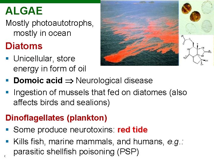 ALGAE Mostly photoautotrophs, mostly in ocean Diatoms § Unicellular, store energy in form of