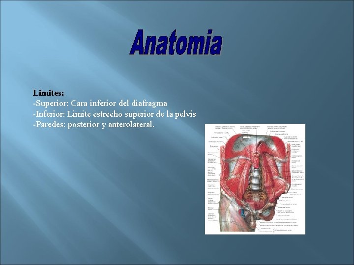 Limites: -Superior: Cara inferior del diafragma -Inferior: Limite estrecho superior de la pelvis -Paredes: