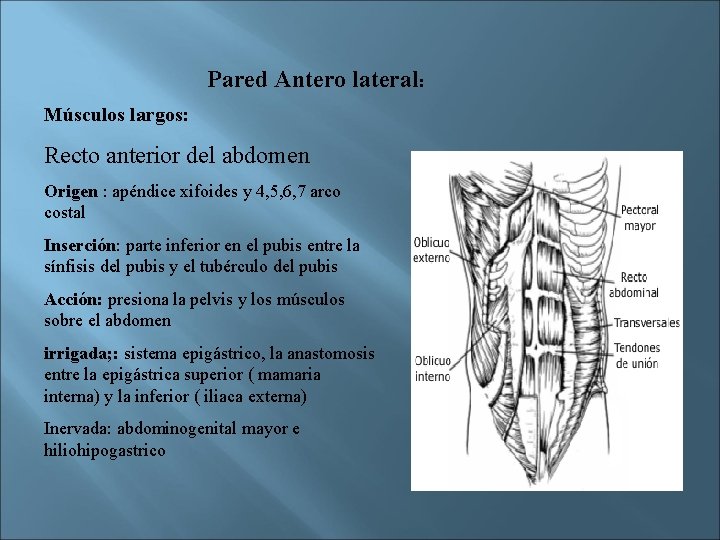 Pared Antero lateral: Músculos largos: Recto anterior del abdomen Origen : apéndice xifoides y