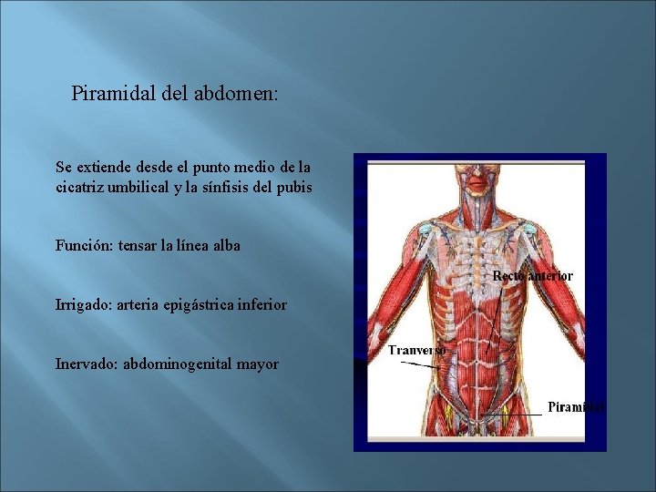 Piramidal del abdomen: Se extiende desde el punto medio de la cicatriz umbilical y