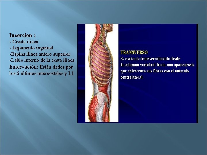Insercion : - Cresta iliaca - Ligamento inguinal -Espina iliaca antero superior -Labio interno
