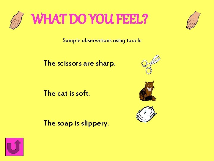 WHAT DO YOU FEEL? Sample observations using touch: The scissors are sharp. The cat