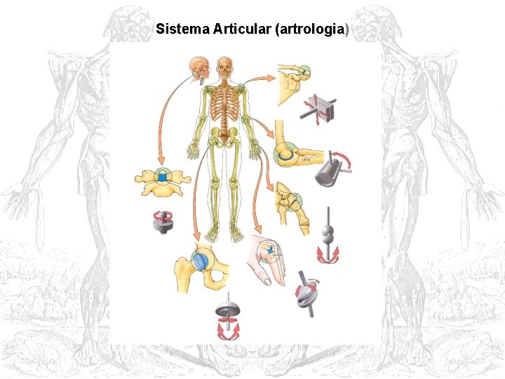 Sistema Articular (artrologia) 