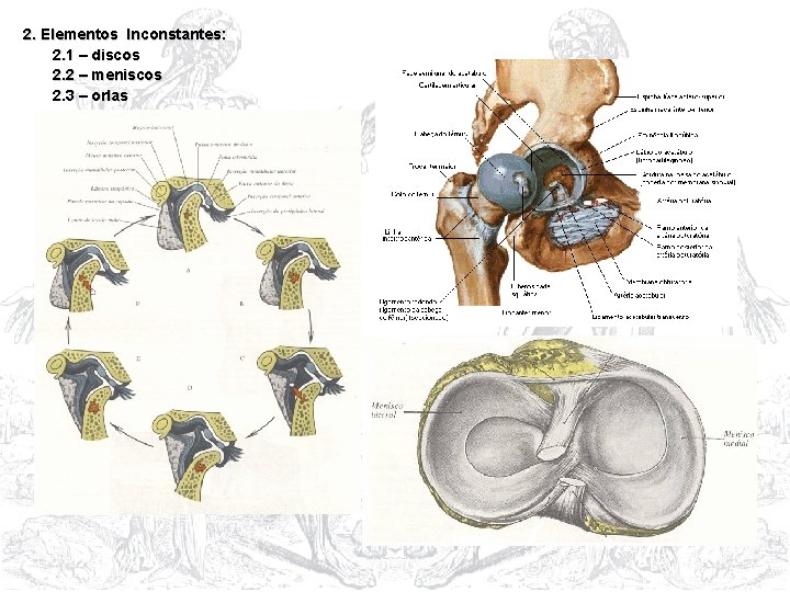 2. Elementos Inconstantes: 2. 1 – discos 2. 2 – meniscos 2. 3 –