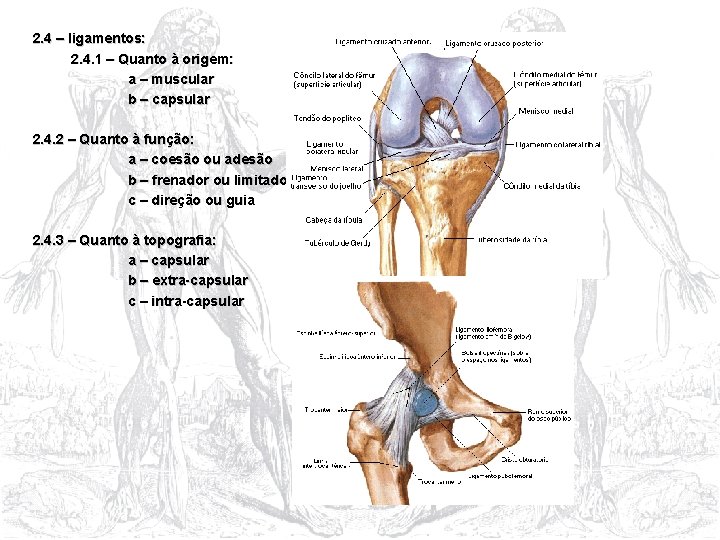 2. 4 – ligamentos: 2. 4. 1 – Quanto à origem: a – muscular