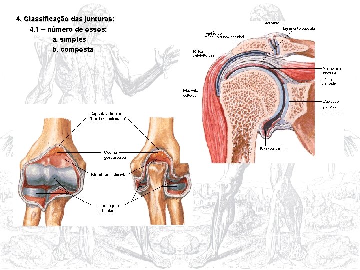 4. Classificação das junturas: 4. 1 – número de ossos: a. simples b. composta