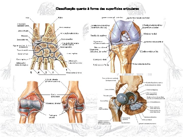 Classificação quanto à forma das superfícies articulares 