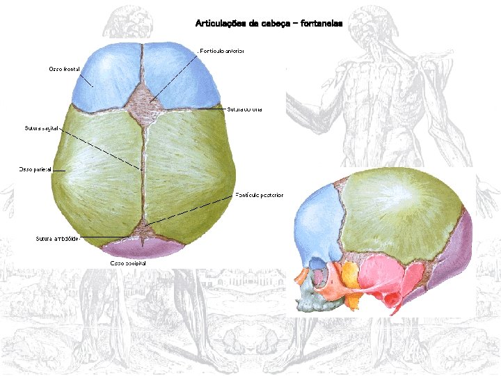 Articulações da cabeça - fontanelas 