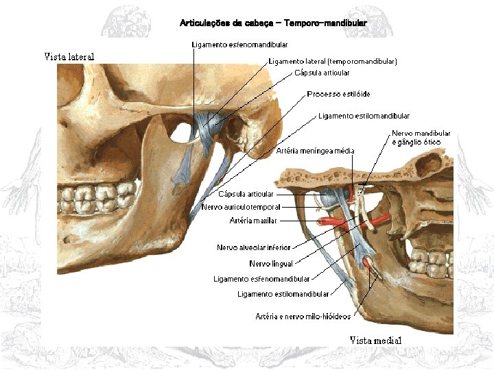 Articulações da cabeça – Temporo-mandibular 