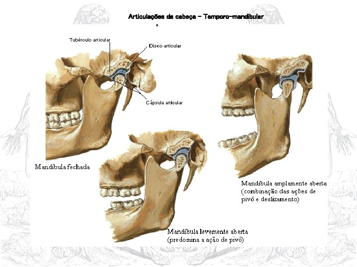 Articulações da cabeça – Temporo-mandibular 