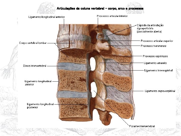 Articulações da coluna vertebral – corpo, arco e processos 