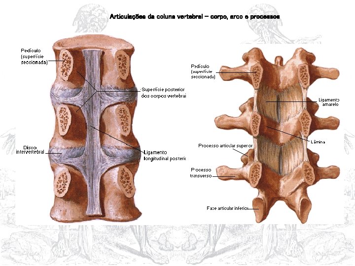 Articulações da coluna vertebral – corpo, arco e processos 