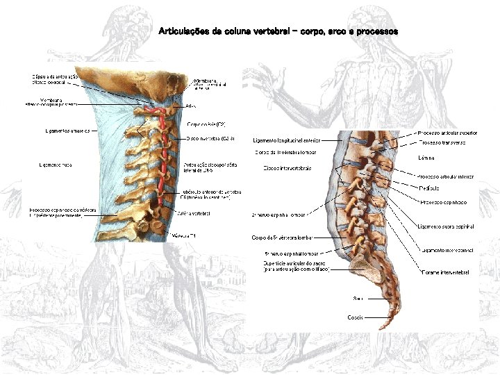 Articulações da coluna vertebral – corpo, arco e processos 