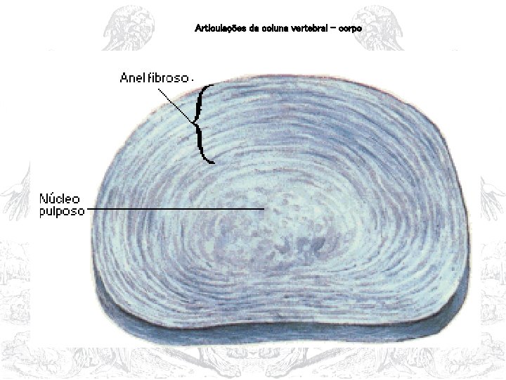 Articulações da coluna vertebral – corpo 