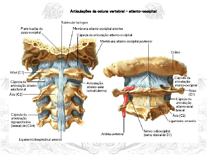 Articulações da coluna vertebral – atlanto-occipital 