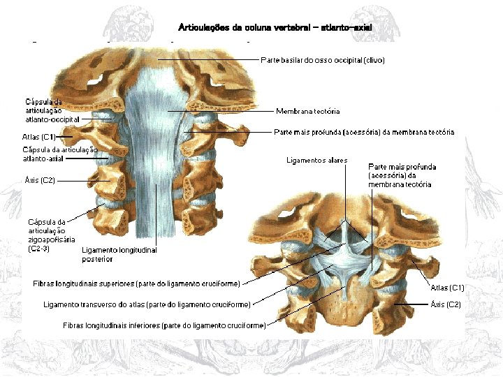 Articulações da coluna vertebral – atlanto-axial 