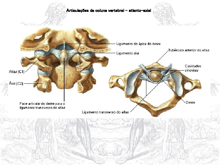 Articulações da coluna vertebral – atlanto-axial 