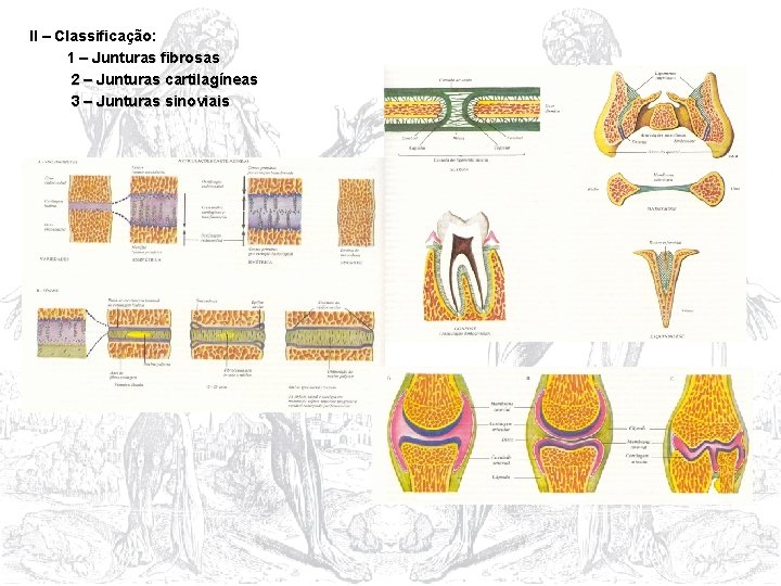 II – Classificação: 1 – Junturas fibrosas 2 – Junturas cartilagíneas 3 – Junturas